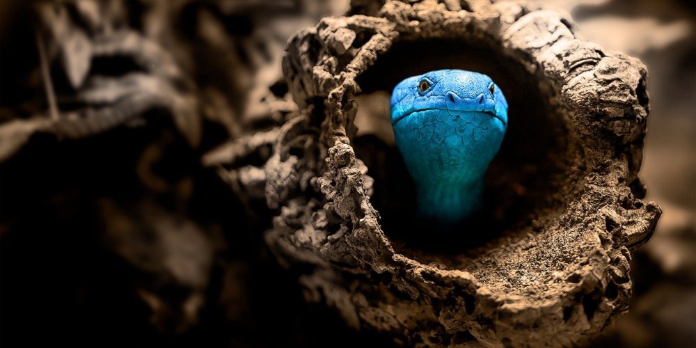 snake-7716269_1280